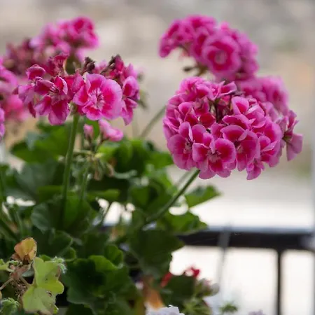 Mala - μάλα Апартаменты