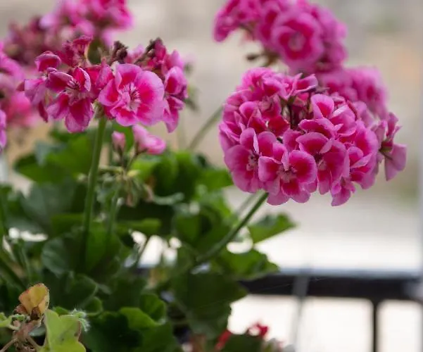 Mala - μάλα Apartamento